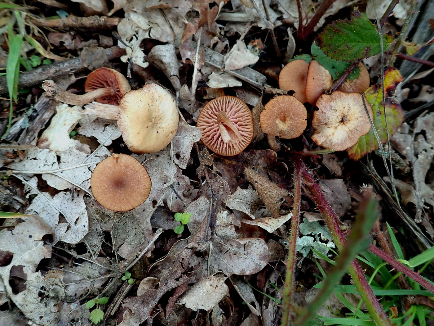 Photo by Penny Cullington Laccaria laccata by Penny Cullington